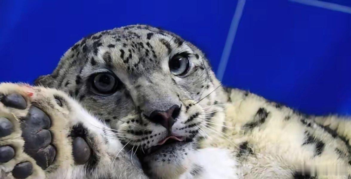 咬伤游客雪豹又咬死35只羊新疆富蕴这只雪豹最近可太能“作妖”了！先是在可可托海景