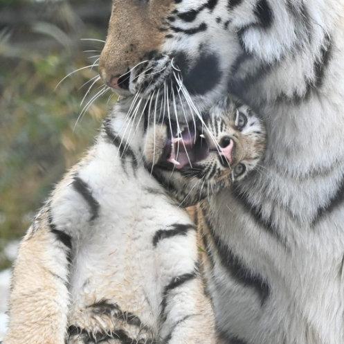 我猜是第一次带娃...