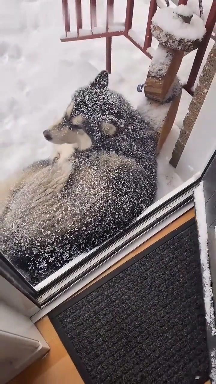 太忠诚了！一位小哥哥经常投喂流浪狗流浪猫，最近他的家乡下起了暴风雪，这天清晨他起