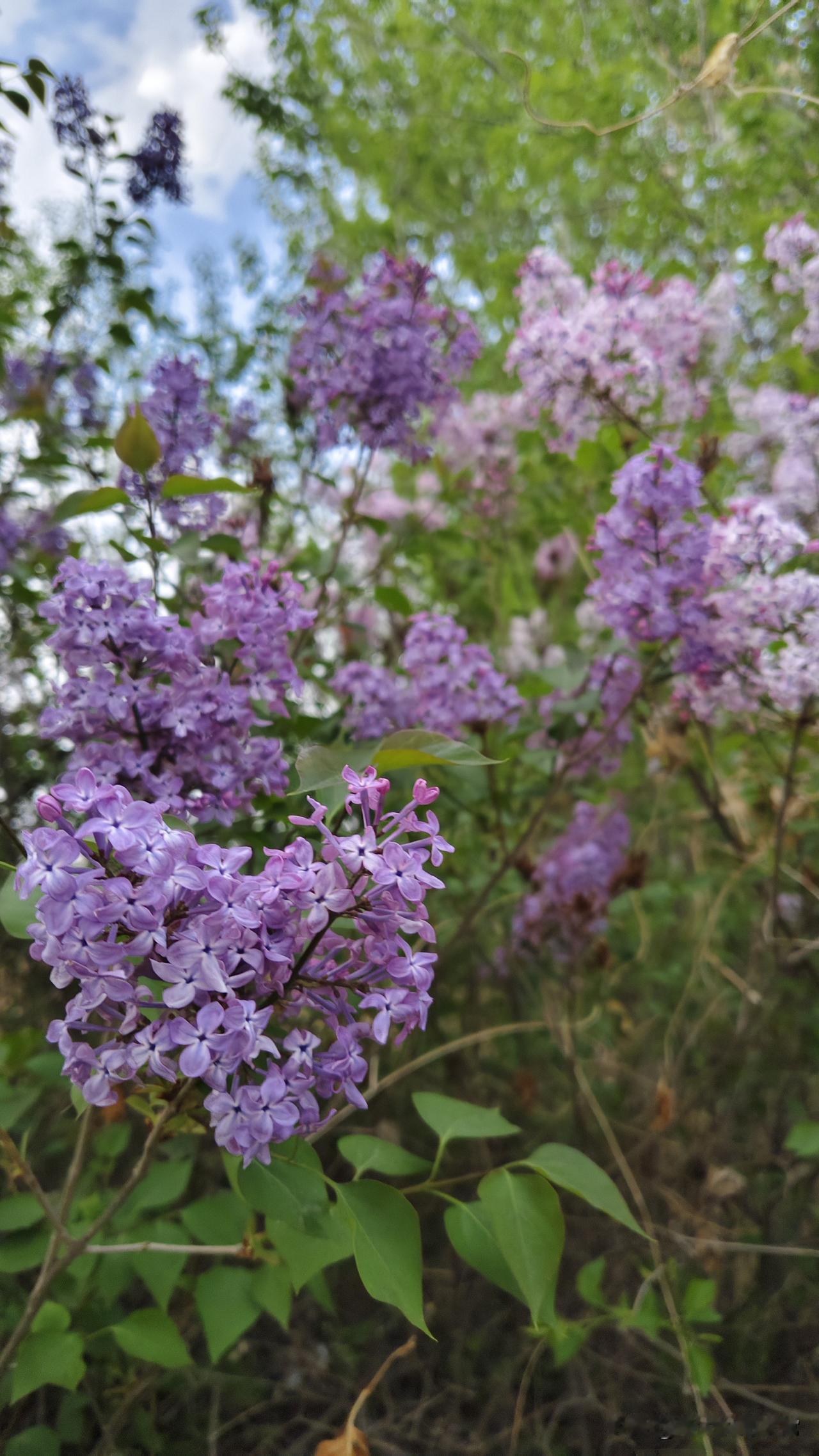 村里有个女人，跟我年龄相仿，年轻时不懂事太单纯，跟一个部队上军人谈恋爱，这个人年