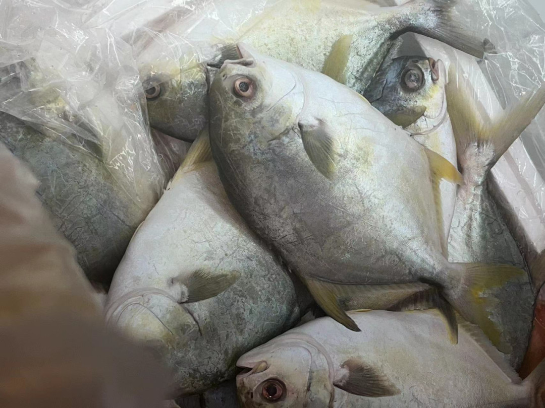 【你吃的“鲳鱼”，可能是假的…】我们通常所说的鲳鱼指的是鲭形目鲳科的鱼类，它们体