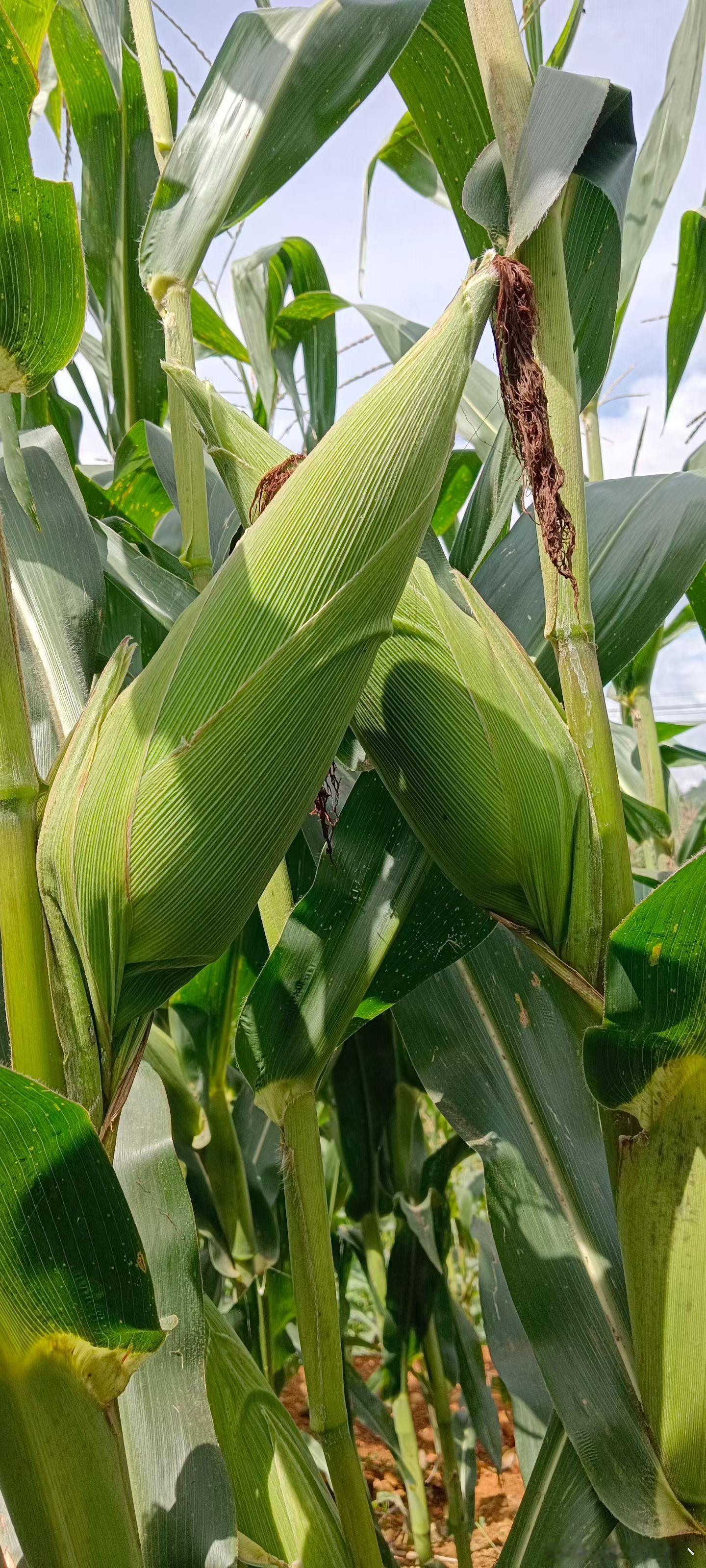 新鲜玉米🌽🌽🌽🌽🌽
