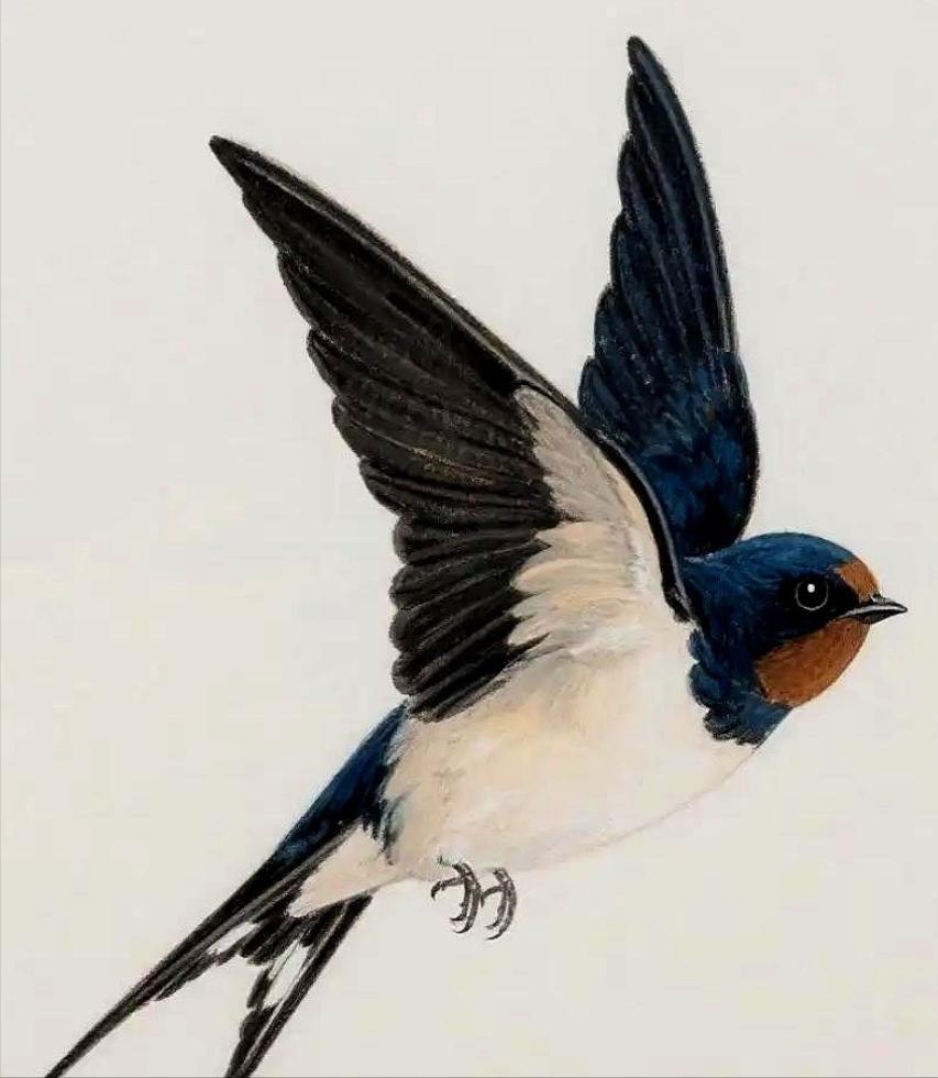 给燕子装上追踪器后，我们几代人的常识，塌了。它们秋天往南飞，根本不是飞到海南岛