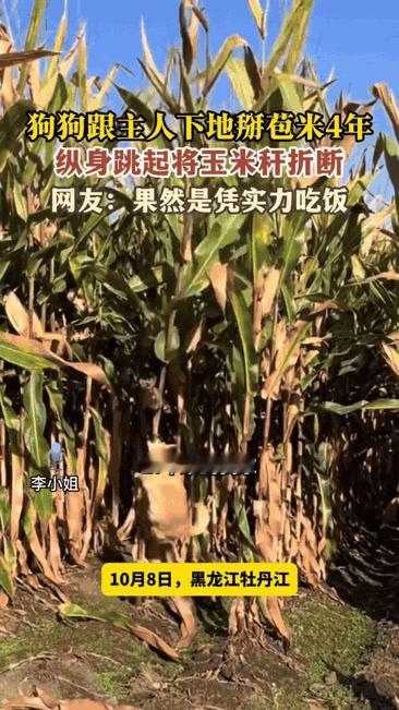 “这狗能处，眼睛里有活”！你养狗一年，狗感恩你三年！黑龙江一位大姐和家人去玉米