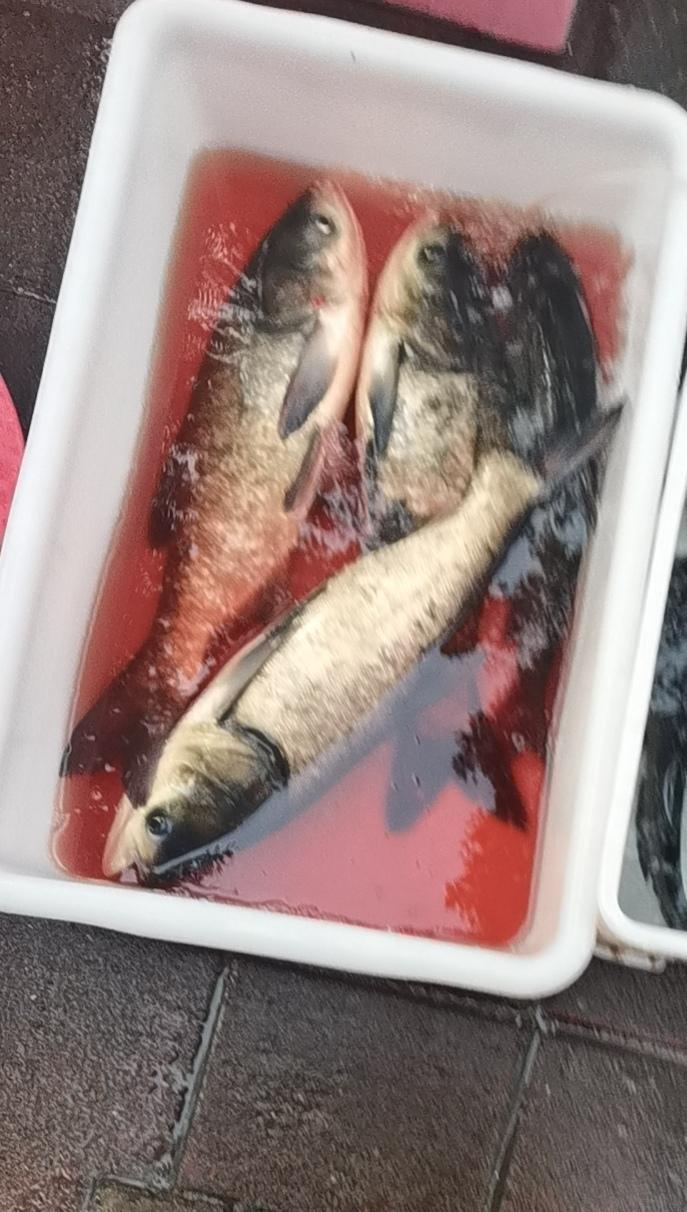 休息去钓杂草塘！本想随便玩玩，不料鲫鱼鲢鱼狂口，几十年经验没白攒，今天分享给大家