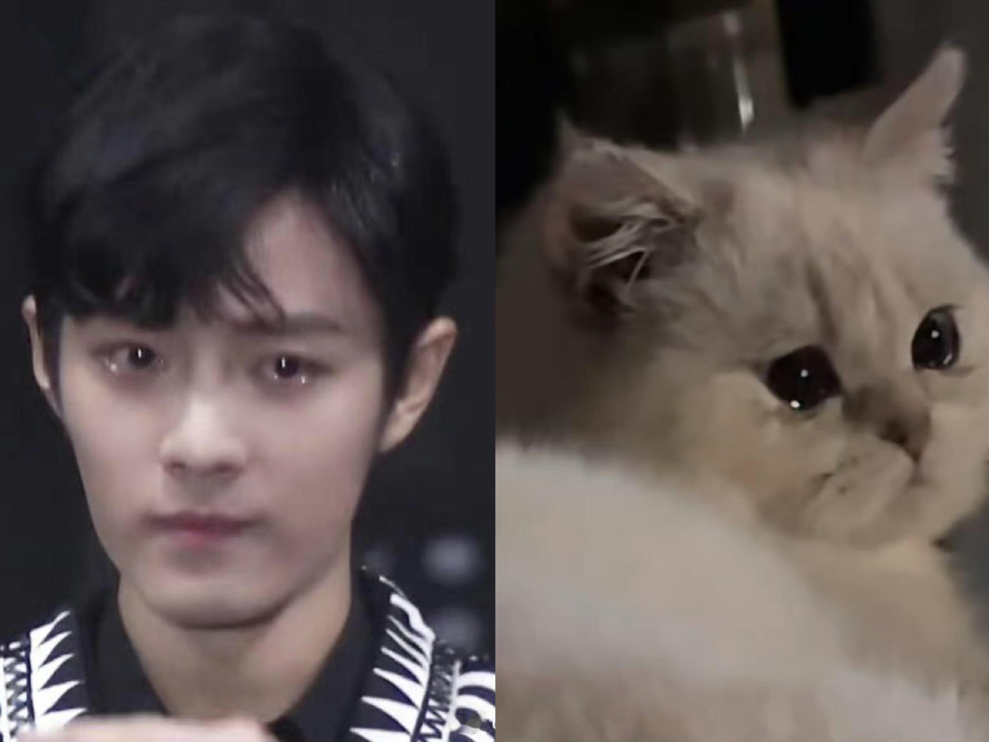 肖战猫兔塑好萌啊[点赞]简直一模一样！​​​