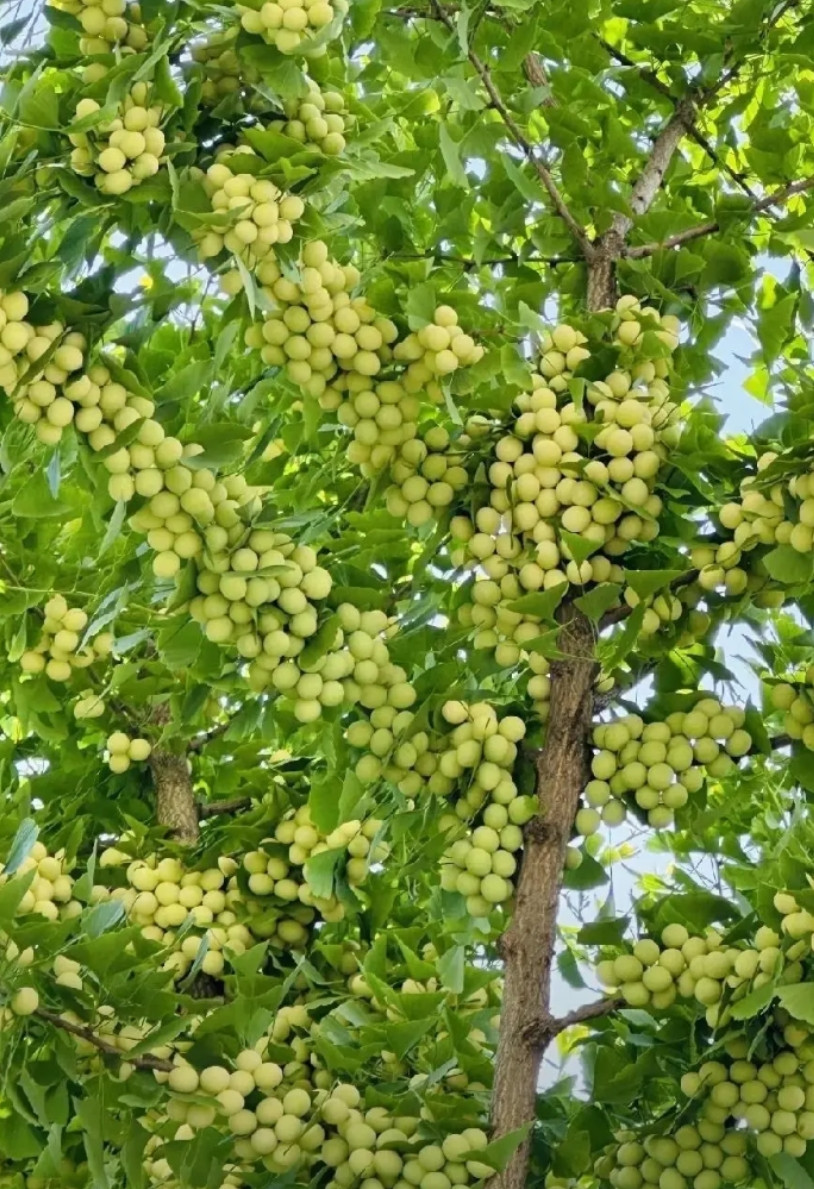 这是什么果树呀！这么多的果实，我怎么没见过呀。