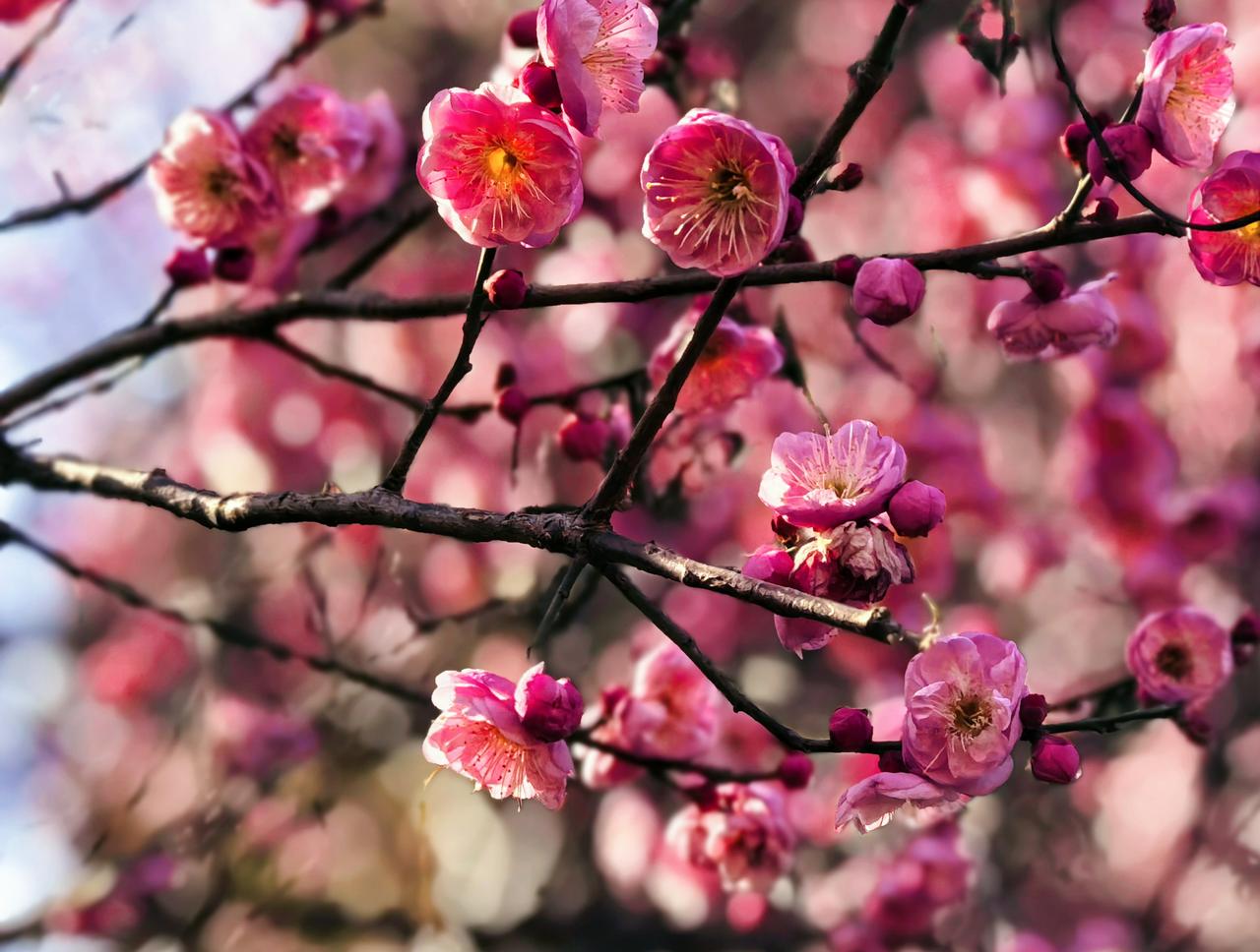 郑州人民公园的梅花开了，太欣喜呀！我刚好经过，你恰好盛开。周末逛公园，发现梅花