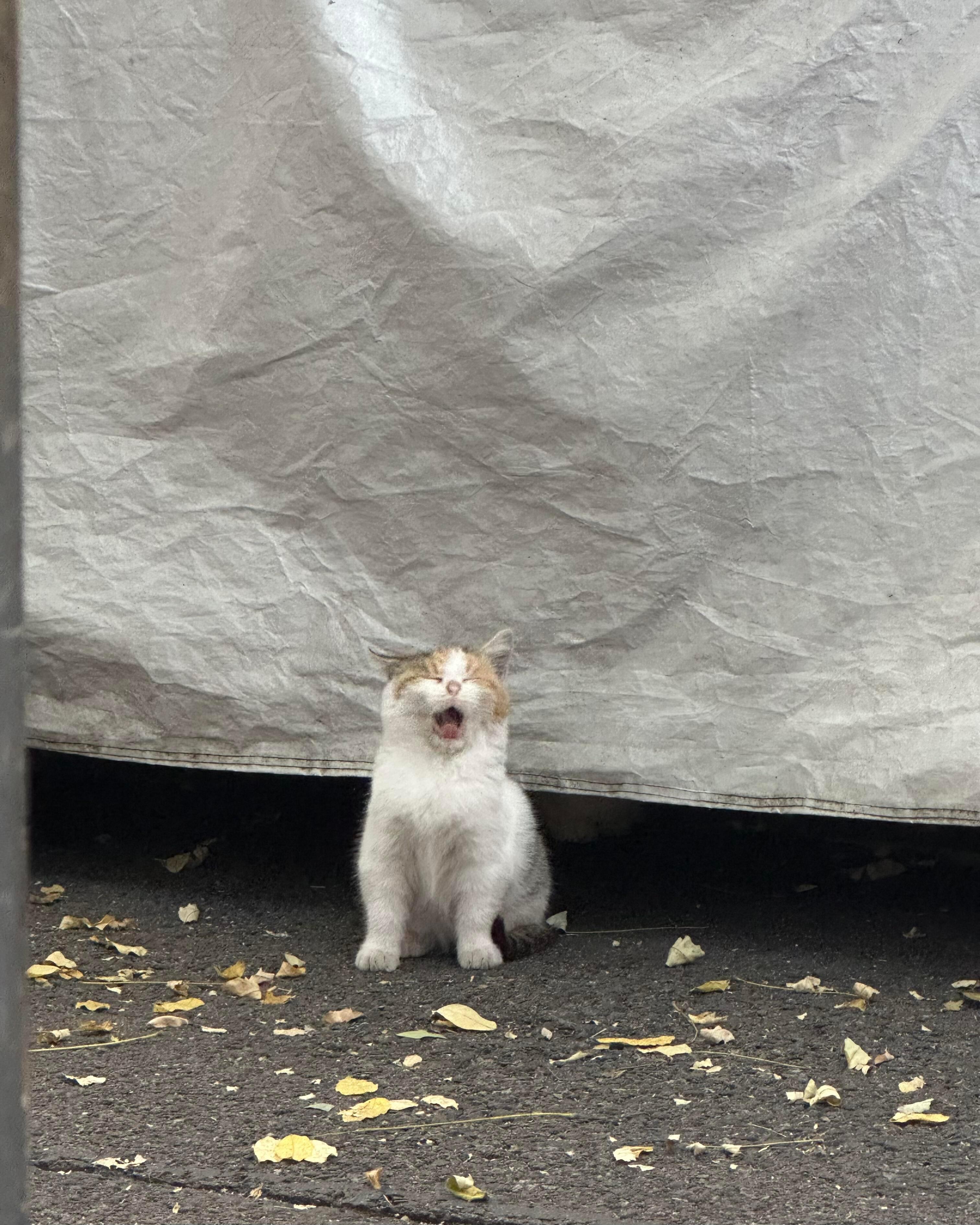 所有人！都点进来看小猫！啊啊啊啊啊啊啊啊楼下的小猫们太可爱了啊！！！！​​​