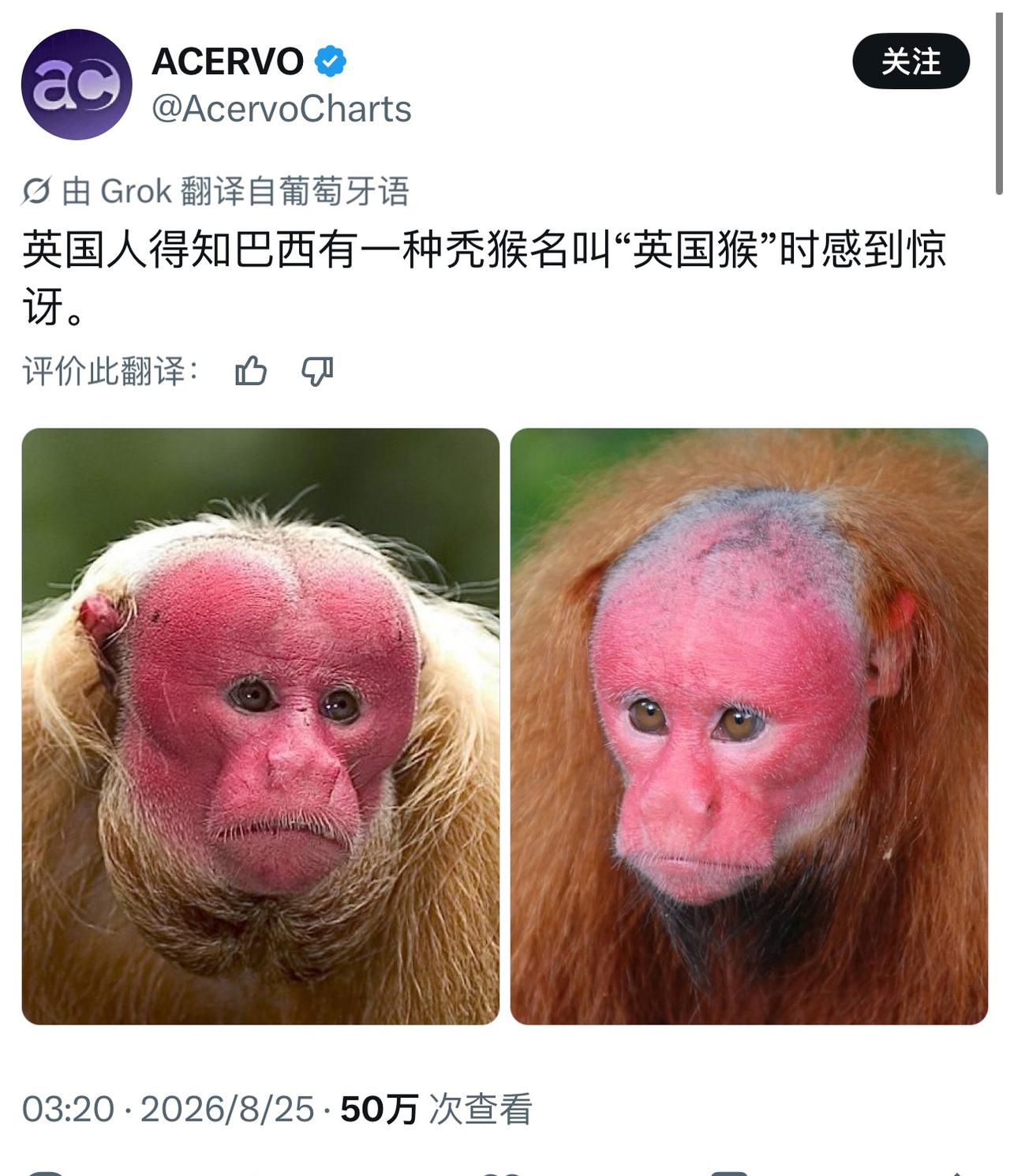 “英国猴”确实是很形象了哈哈哈