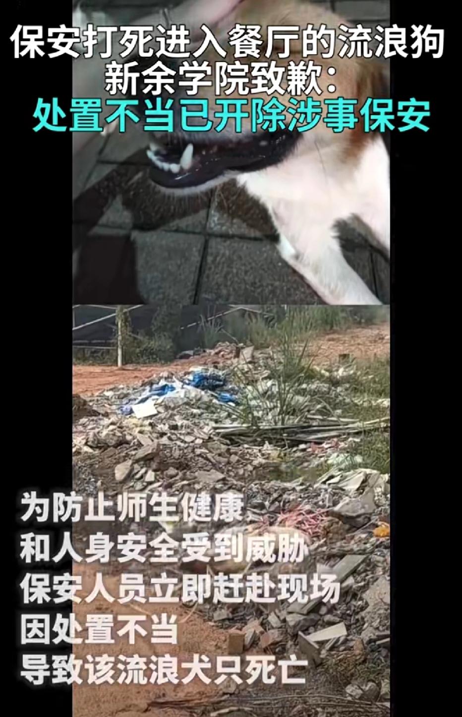 9点40，狗刚踏进新余学院食堂。保安一棍下去，热搜爆了，学校秒开除：给狗偿命？