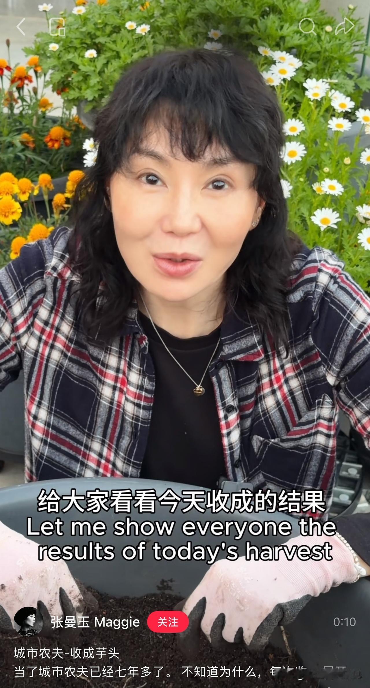 著名女星张曼玉在城市里过起了农夫生活，素面朝天，衣着素雅，正收获芋头。有网友