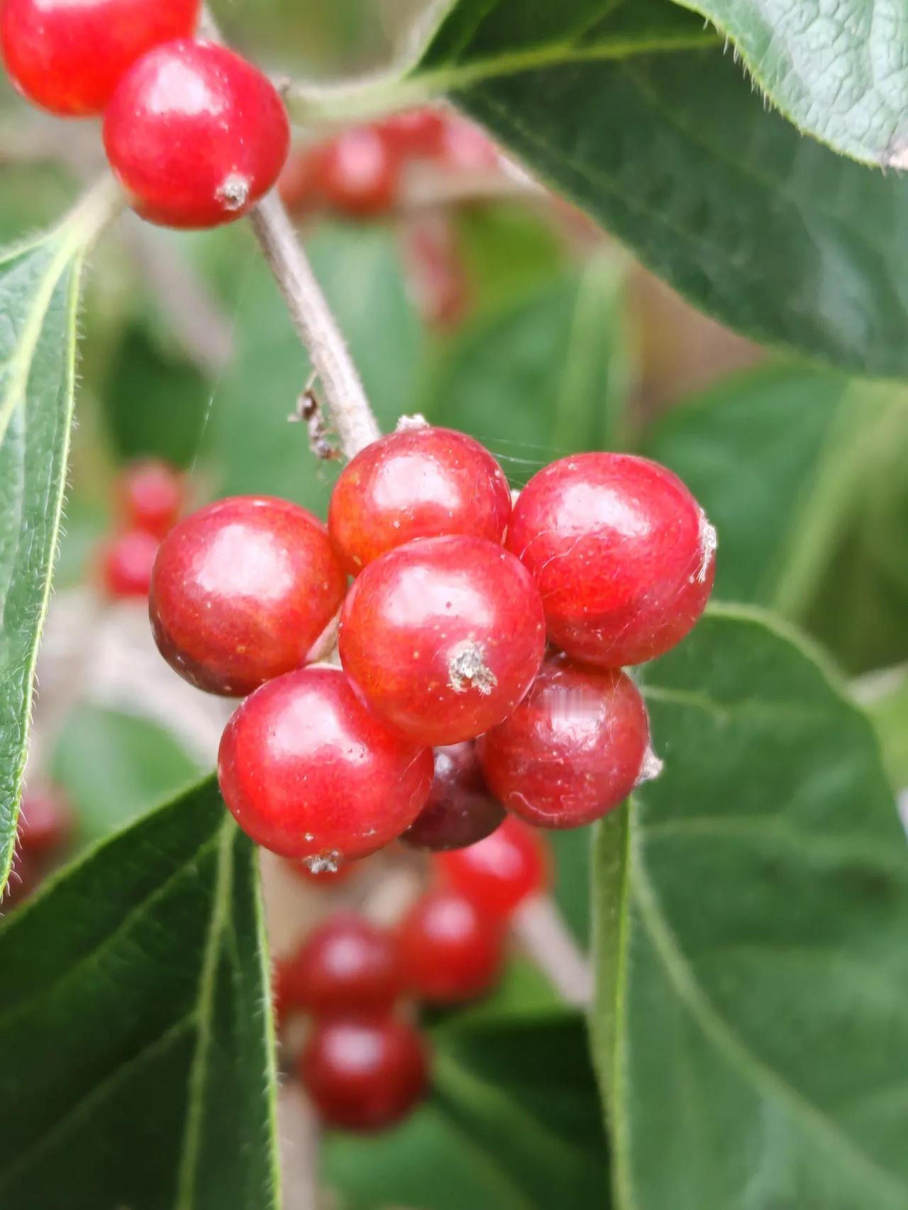 美国《核聚变科学与技术路线图》，明明白白、白纸黑字写明在2030年代要把核聚变电