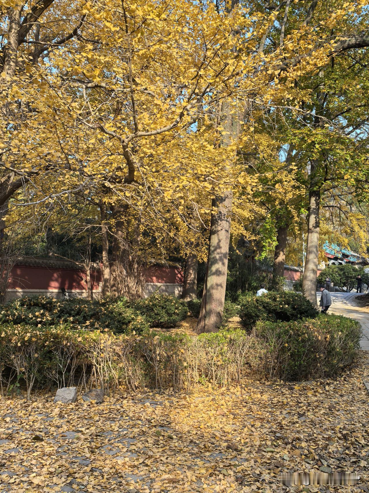 我心目中的崂山就是我手机中拍摄的这个样子。这是我去太清宫拍摄的古树，太清宫的看