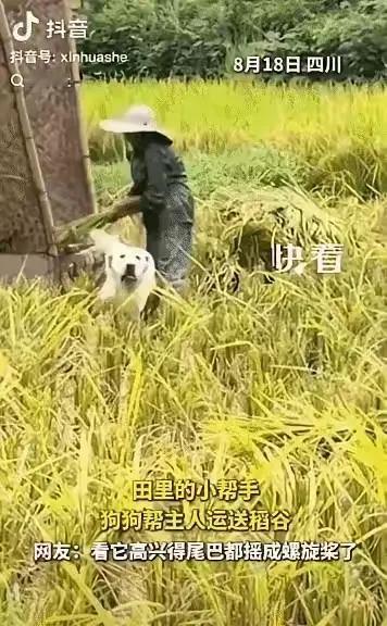 “上新华社了”！四川南充，丈夫打谷，妻子割稻，一家人正抢收。谁料，旁边的小狗比主