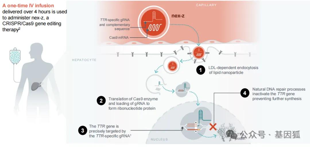 全球首款体内基因编辑疗法爆出患者死亡事件!