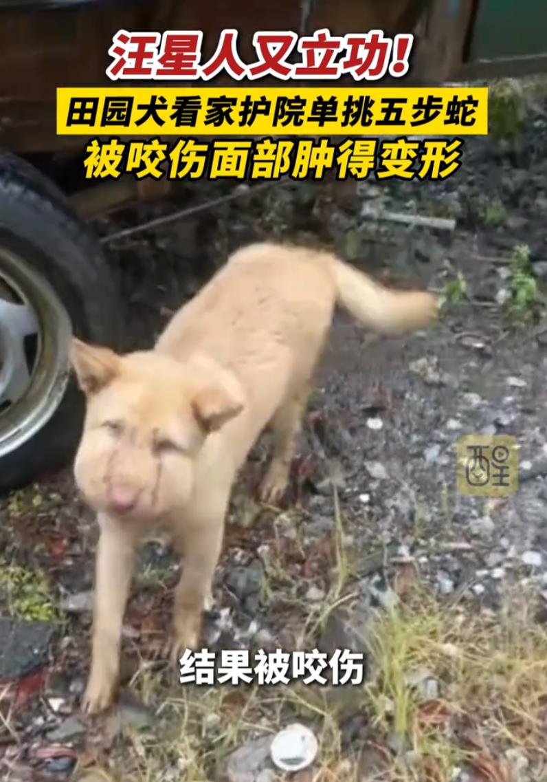 不愧是老祖宗严选！湖南，男子在家休息时，听到院里的大黄一直在叫，等他出来查看时，