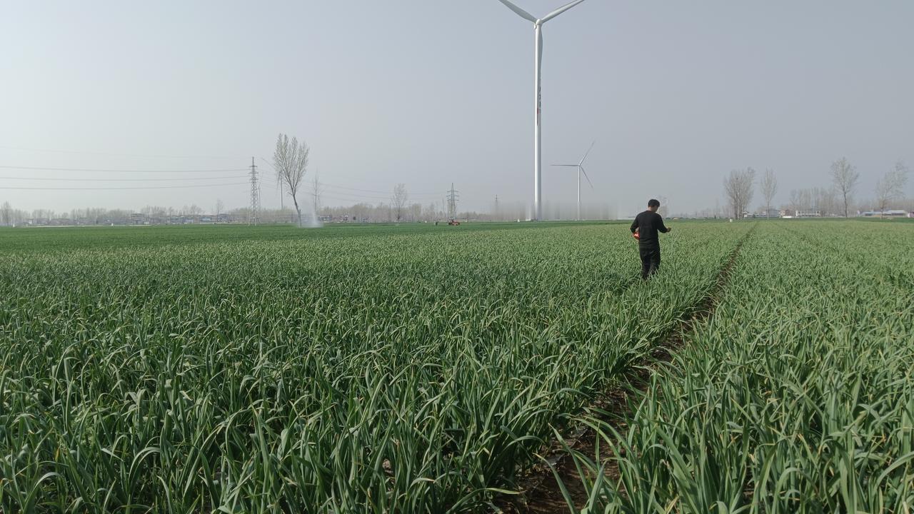 下地，我一看到我家的大蒜就生气。今年我家种了大蒜十二亩，底肥没少上，一亩地两