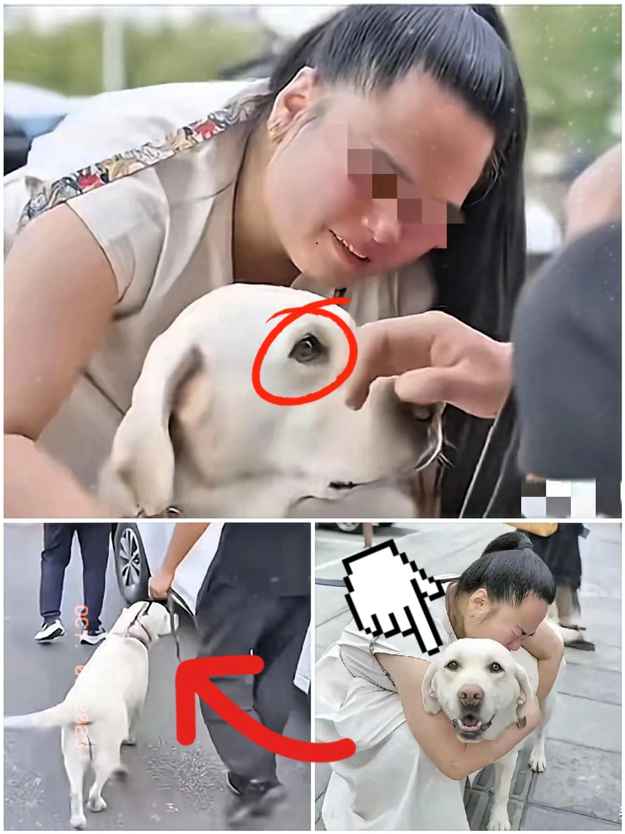 带主人爬泰山的导盲犬芬迪终于返回大连基地了。尽管王女士表现得恋恋不舍，连声呼唤“