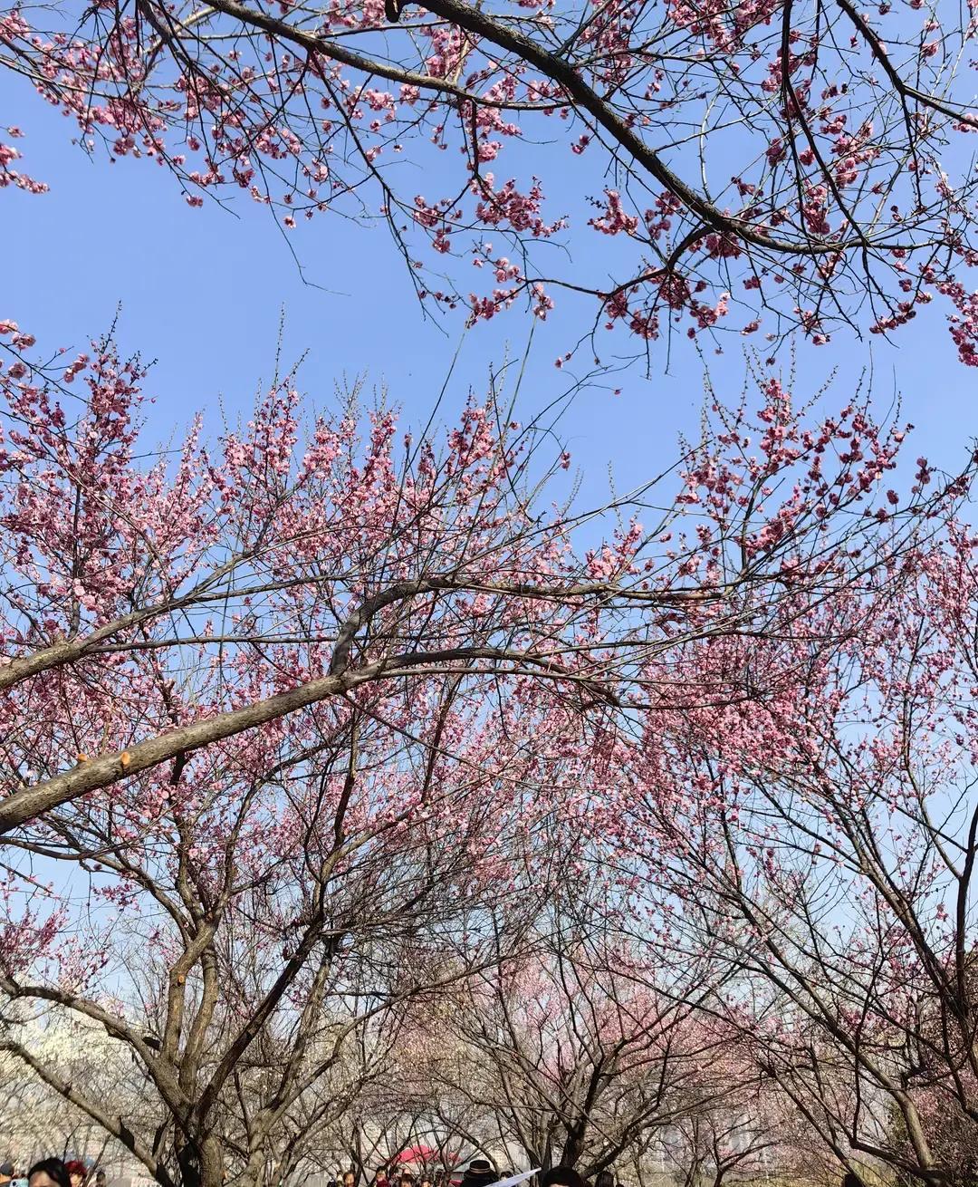见过离了婚还往前夫家里砸钱的吗几百万给儿子办婚礼，80桌酒席，娶985儿媳妇，