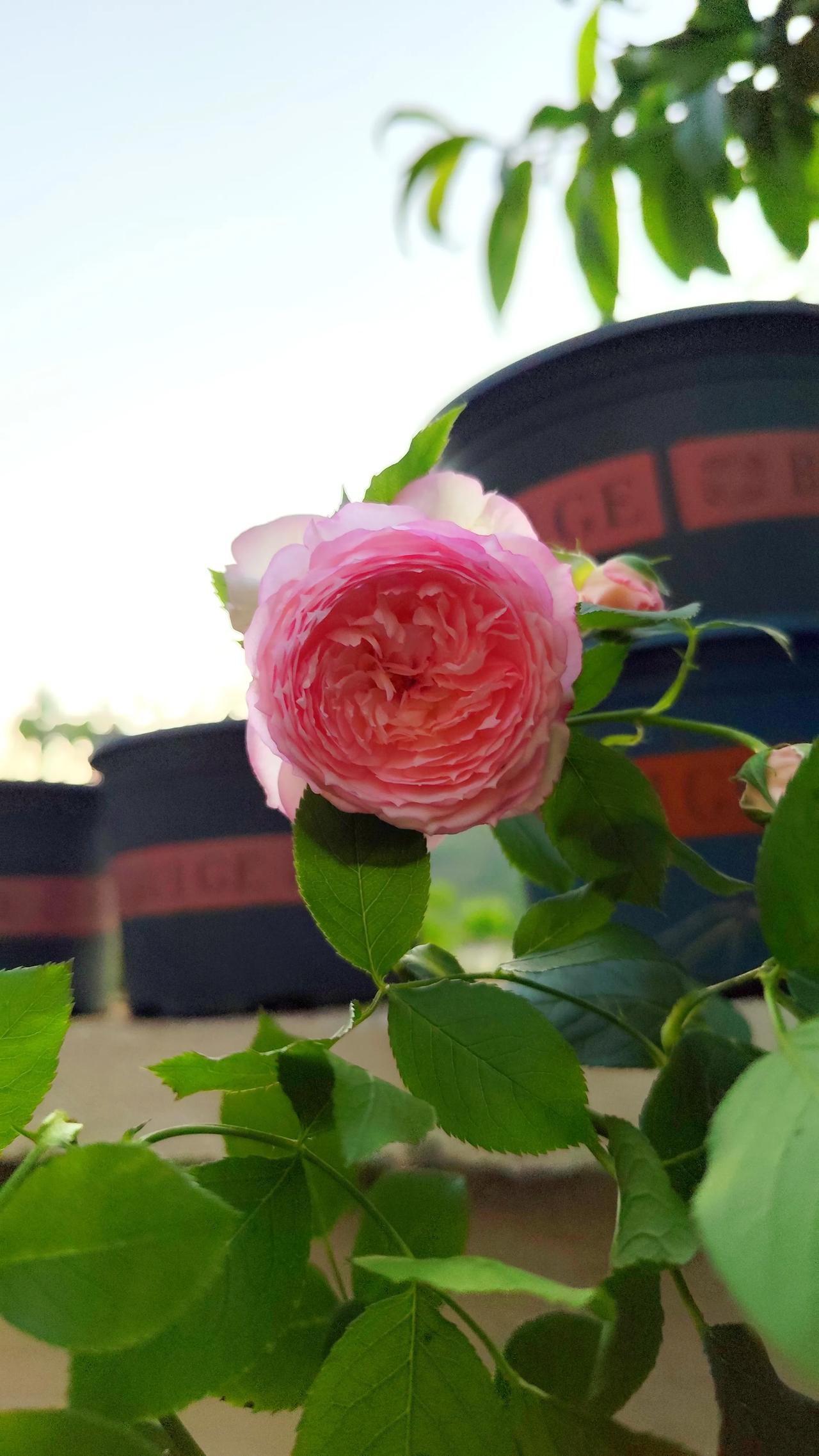 我乡下的院子，即将迎来的最炫丽的花期！18年，我花了三十多万在乡下新修了两层半