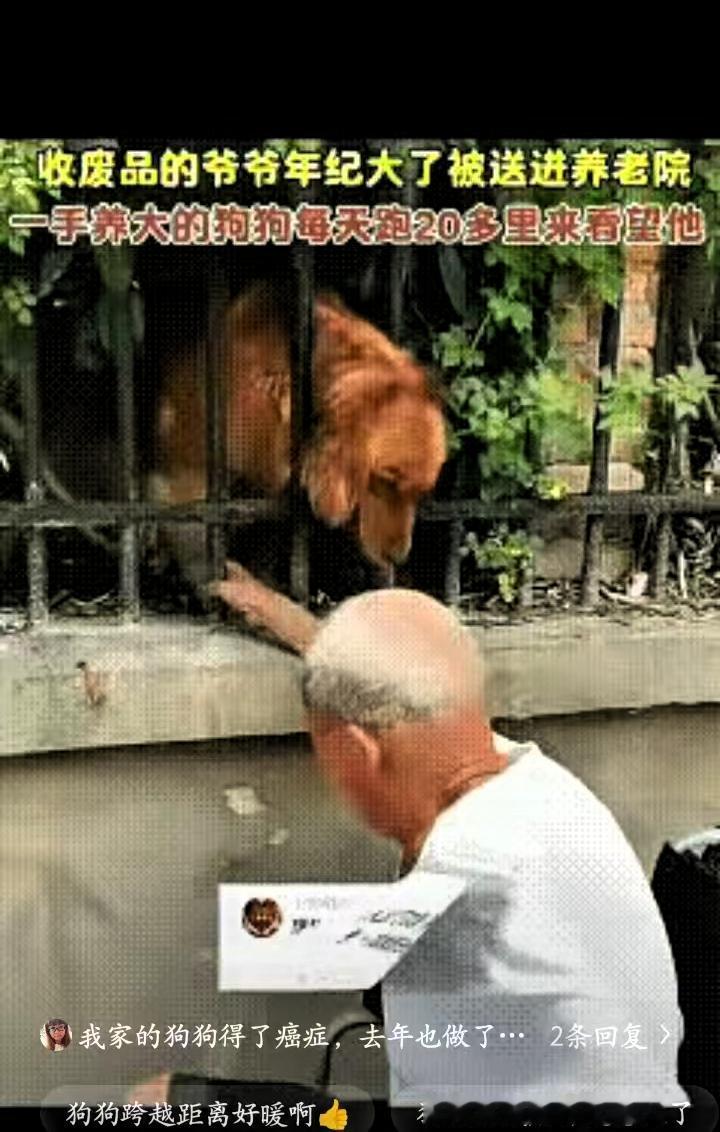 这画面真的太戳心了！老人被送进养老院，一手养大的狗狗每天跑20多里路来看他，隔着