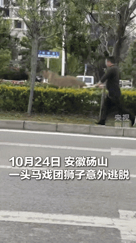 “意外还是发生了！”安徽砀山，一头体重接近300斤的亚成年雄狮在马戏团逃脱，狮子