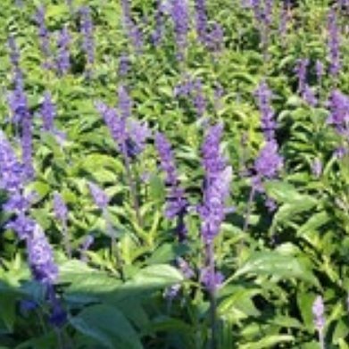 白鲜皮（芸香科小众止痒药材，北方冷门宿根药材）基础介绍根皮入药，祛湿止痒，种植