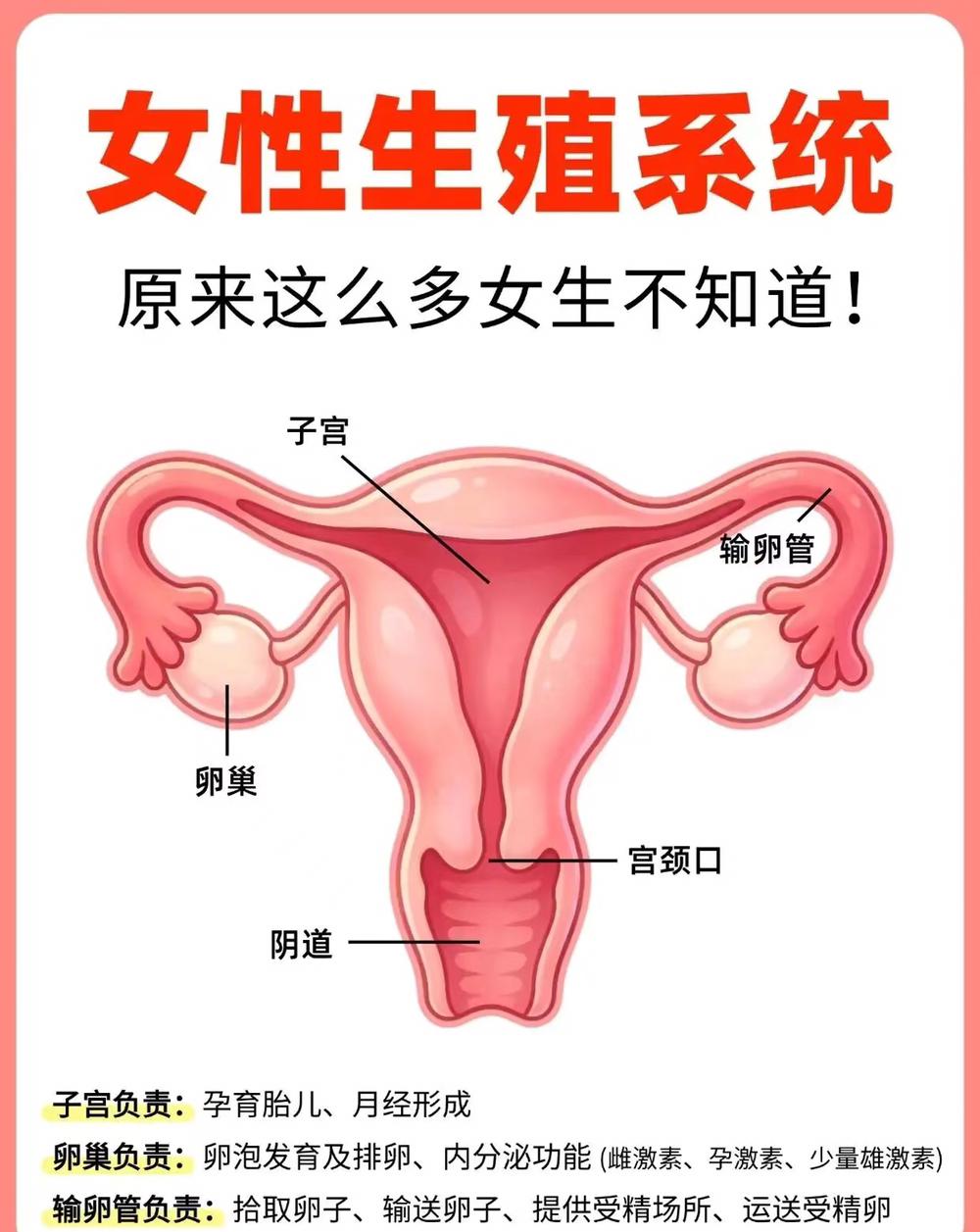 原来还有这么多女生分不清阴道和尿道？。很多女生以为下面只有一个“洞”，其实女性