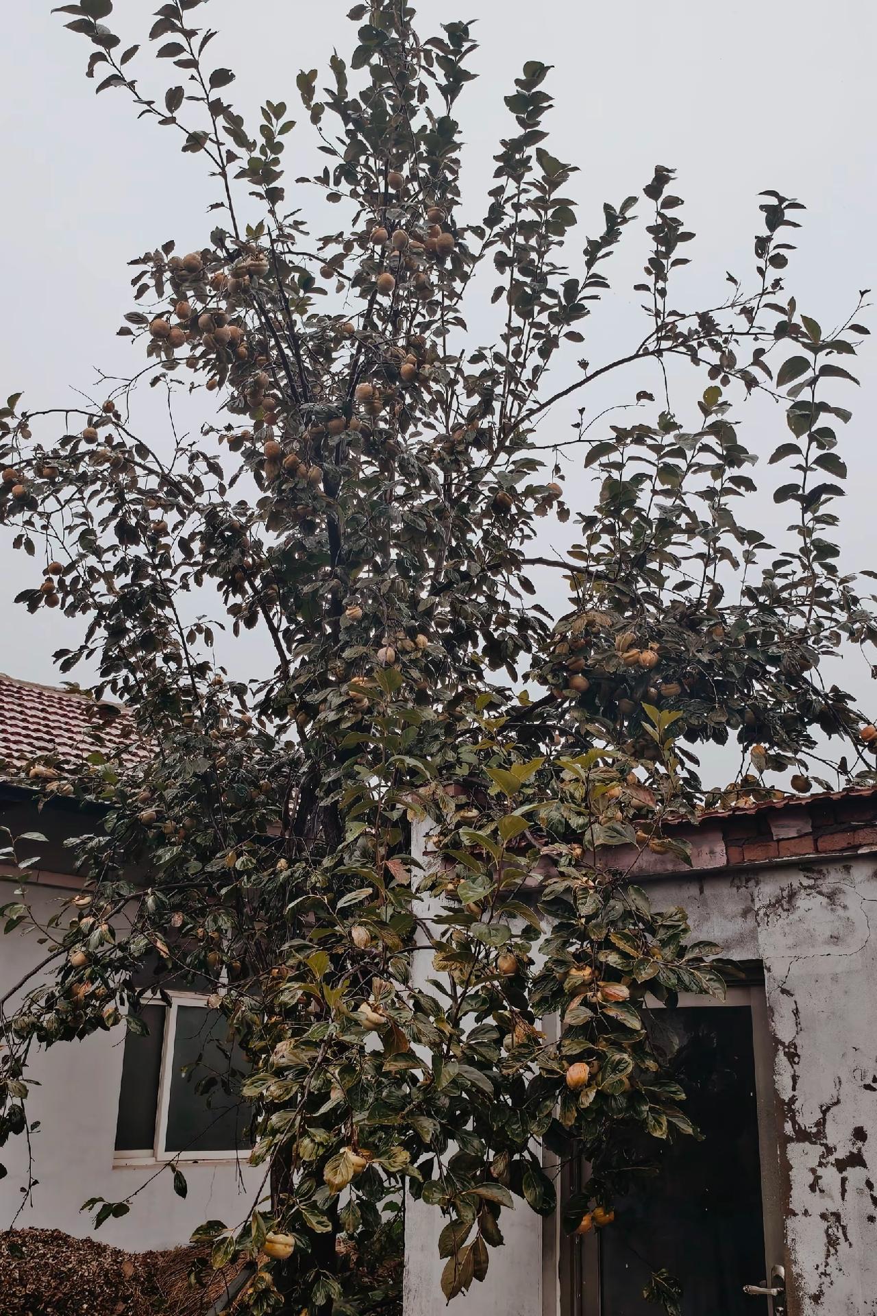 我考上县一中那年，父母在院子里种下一棵柿子树苗，后来到外市读大学、到北京工作，很
