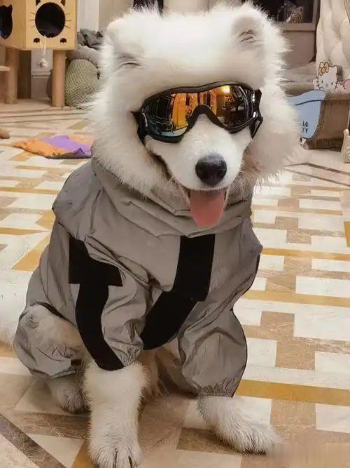 年轻人养宠不差钱, 千元冲锋衣配保健品, 宠爱它也在治愈自己!