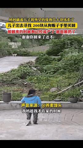 “泪目了！”湖北，一妈妈瞒着儿子卖掉了家里怀孕快生的母狗。儿子知道后，花了42小