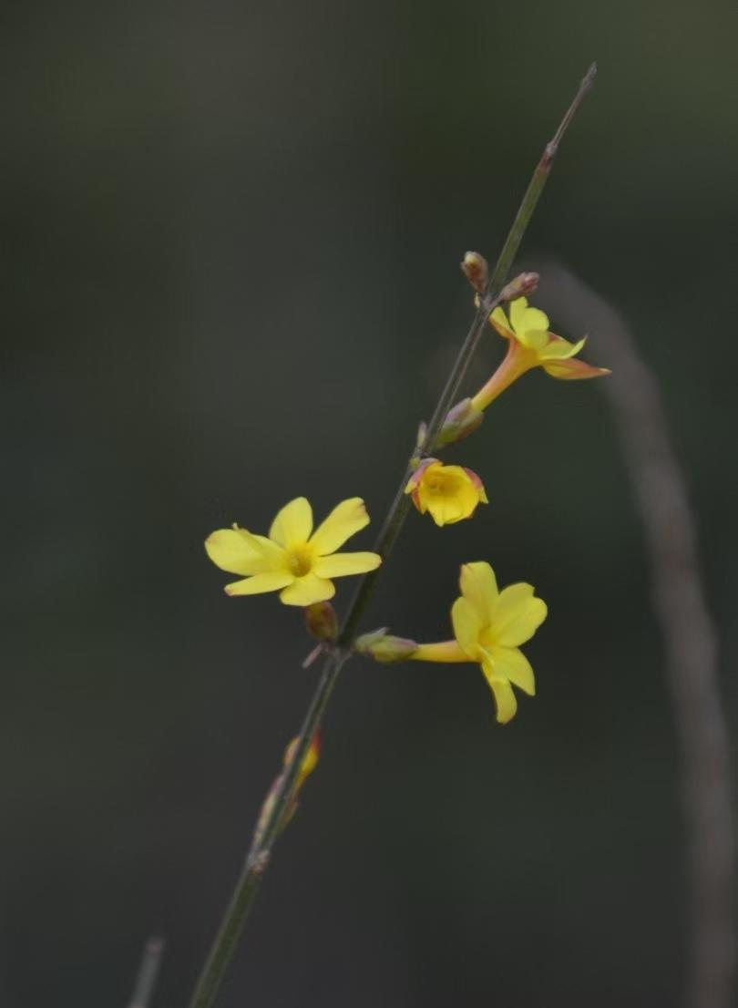 春节亲友团聚，有几家亲戚的孩子正在冲刺“考公”。当大家都啧啧称赞时，一位体制内的