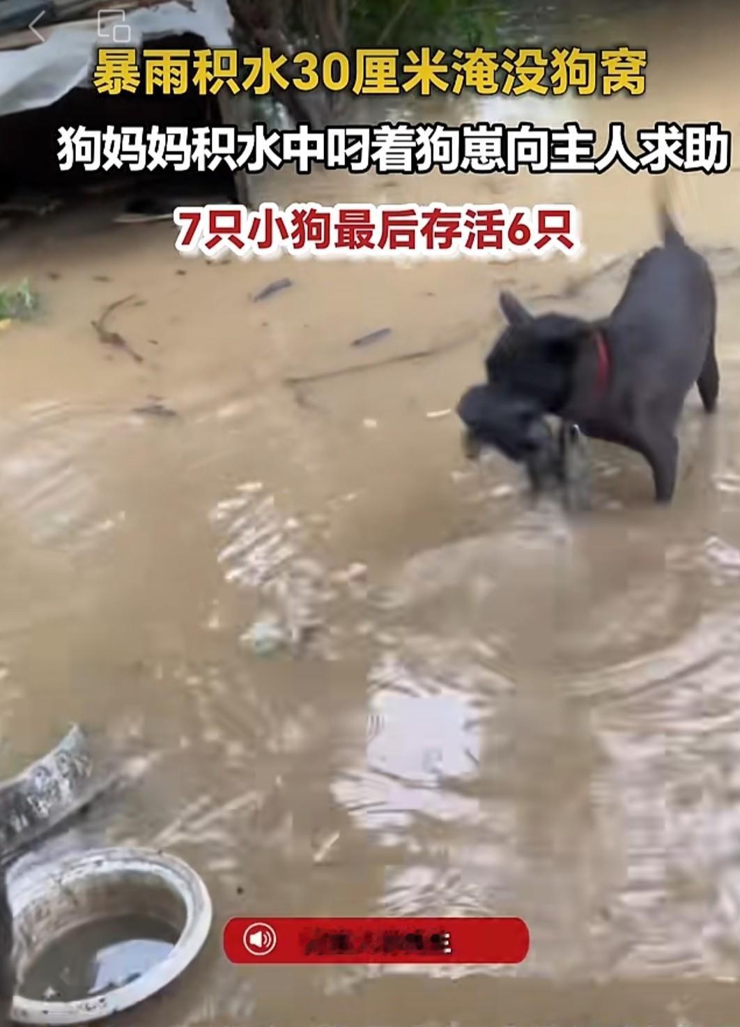 看哭！6月18日，广东汕头，一场暴雨突如其来，外出男子火急火燎赶回家一看，院中积