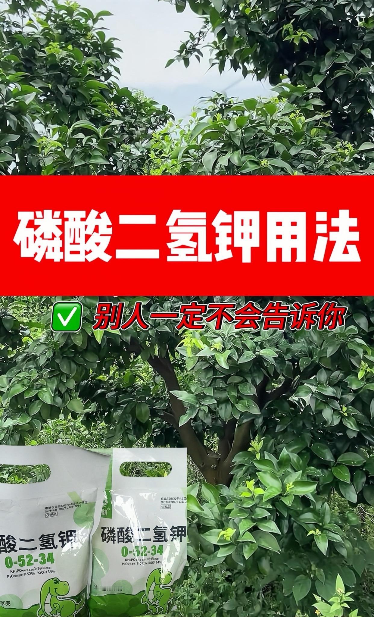 磷酸二氢钾用法很多,好好记住了,1000倍可以促生长700倍可以壮花500倍