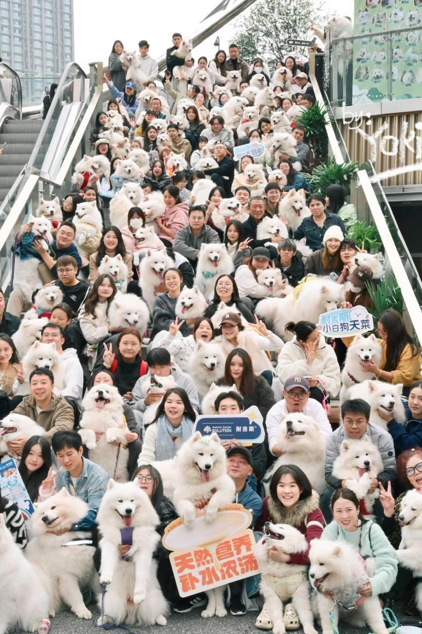 重庆太会了！126只萨摩耶集体卖萌，路人看呆家人们谁懂啊！重庆市中心突然冲出