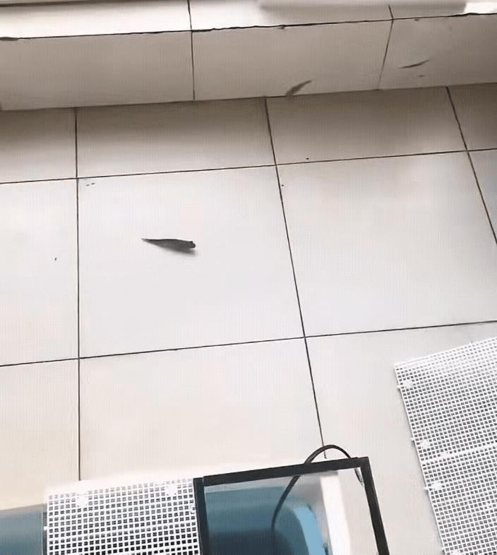 一男子在家里养了一条鱼，无意间男子发现鱼跑到鱼缸外面去了，一开始以为是鱼不小心跳