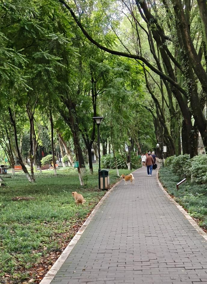 昨天去公园散步，远远就瞧见有两条大狗没拴绳，往来的行人只能绕着走。真搞不懂这狗主