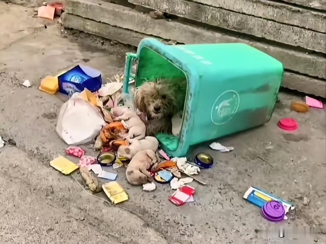 刚生完崽的小狗被打包丢进了垃圾桶，一夜过去几只幼崽都没活下来。小狗趴在垃圾桶里茫