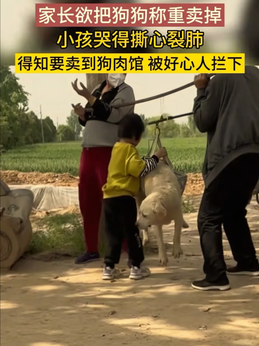 养了5年的狗狗被奶奶卖给了狗贩子，就在奶奶和狗贩子给狗狗称重时，孙女抱着狗狗眼泪