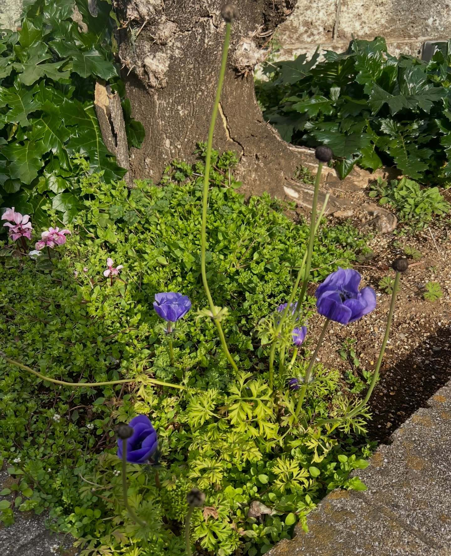 佐藤詩織「最近🌷💅🌱まもなく個展だ〜」