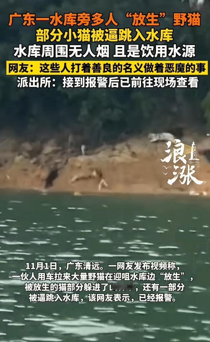 广东一水库惊现多只野猫，它们到处乱窜，有些甚至直接跳入水中其中原所因由让人不寒而