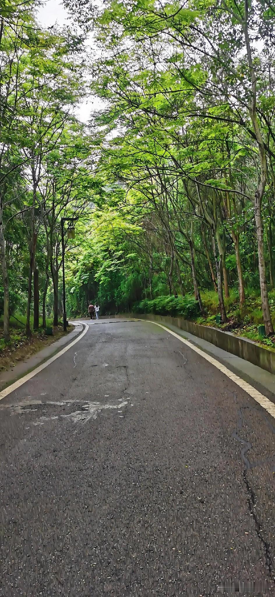 绿意盎然的林荫小道，风景如画，真的是美丽极了。