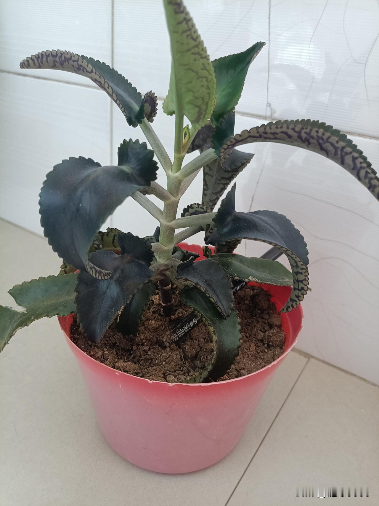 这是一棵不死鸟，想用它嫁接长寿花，我想底部留下俩对叶子，然后剪掉上半部分。我