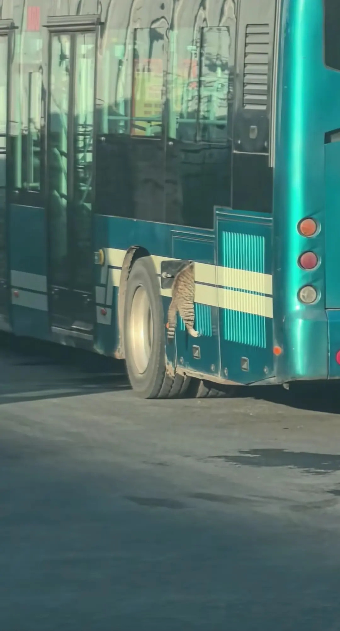 猫咪在给公交车检修呢！