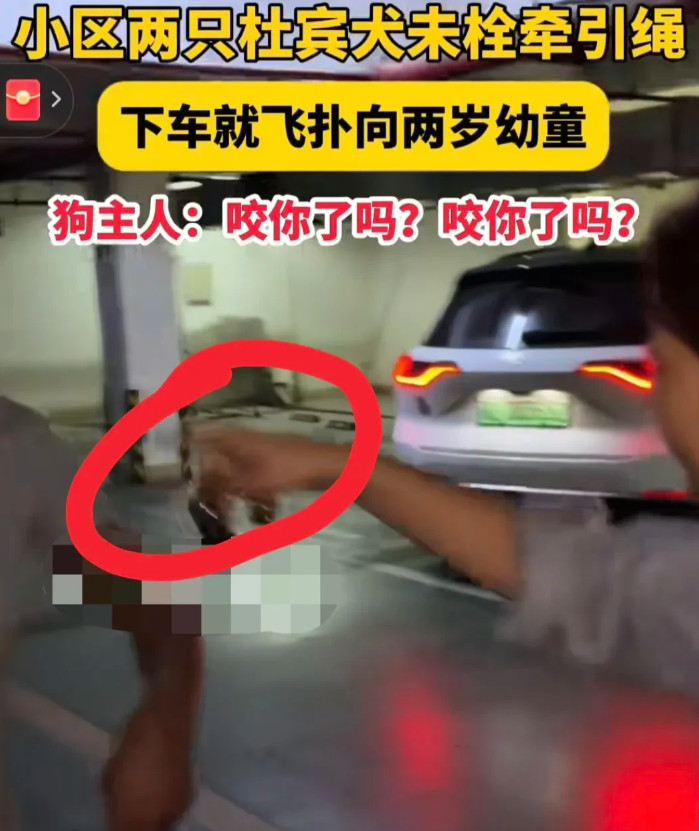 这下真的出名了！不仅丹阳市，全国人民都知道了！杜宾犬女主人，仅凭一句话成功让