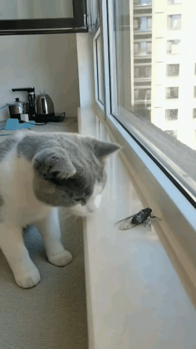 我家猫咪今天特别有意思，趴在窗台上看到一只知了，一脸好奇，就像看到了从没见过的东