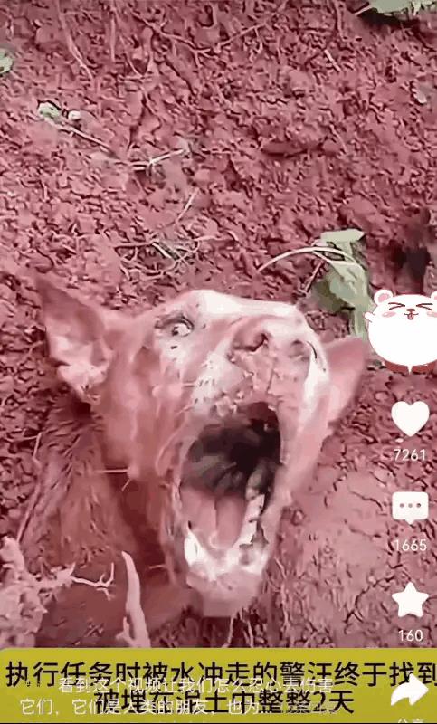 真不愧是一条军犬！要是一般的狗狗被从洪水冲走，又被埋在土里两天，估计早就死了，