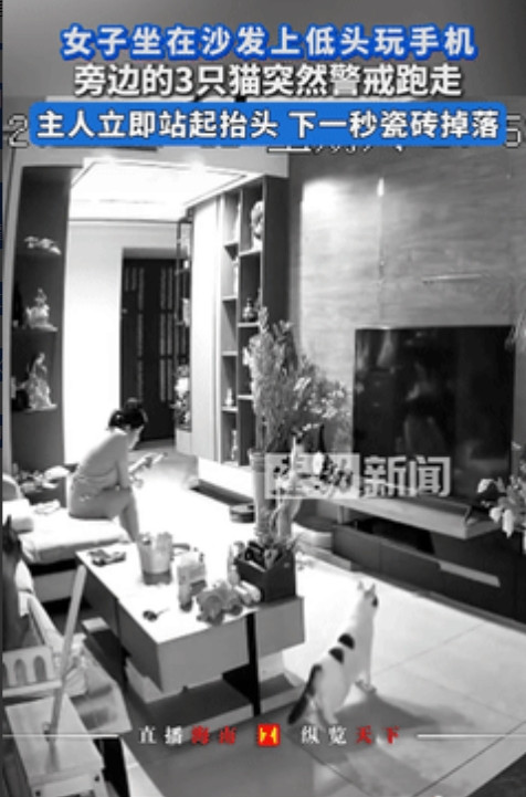 不幸中的万幸！”山东一女子坐在沙发上低头玩手机，旁边趴着的3只猫突然伸长脖子进入