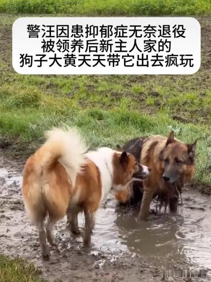 全网都被感动了。图片里面的这一只德牧犬是一只警犬。因为在一次执行任务中，它任务失